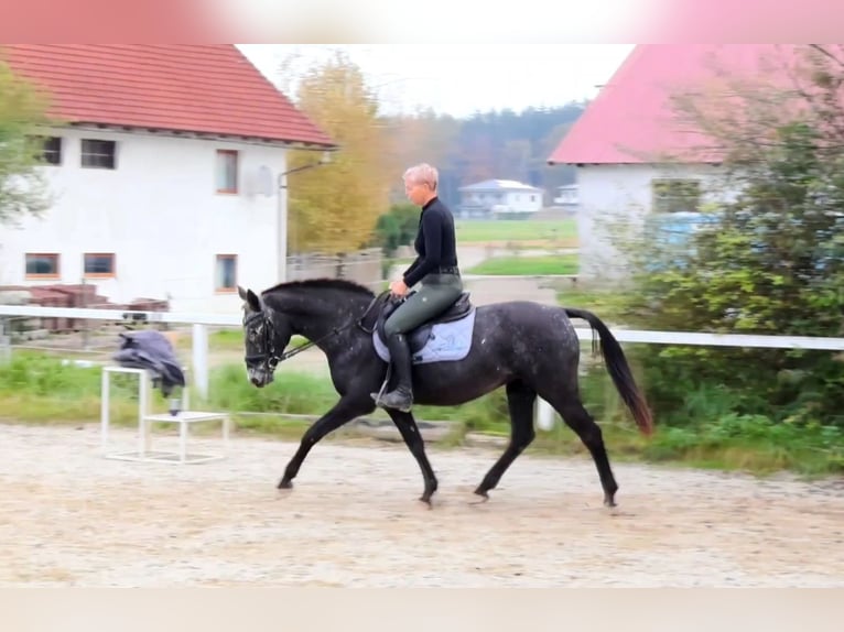 NRPS Mare 13 years 15 hh Roan-Blue in RiedlkamLamprechtshausen