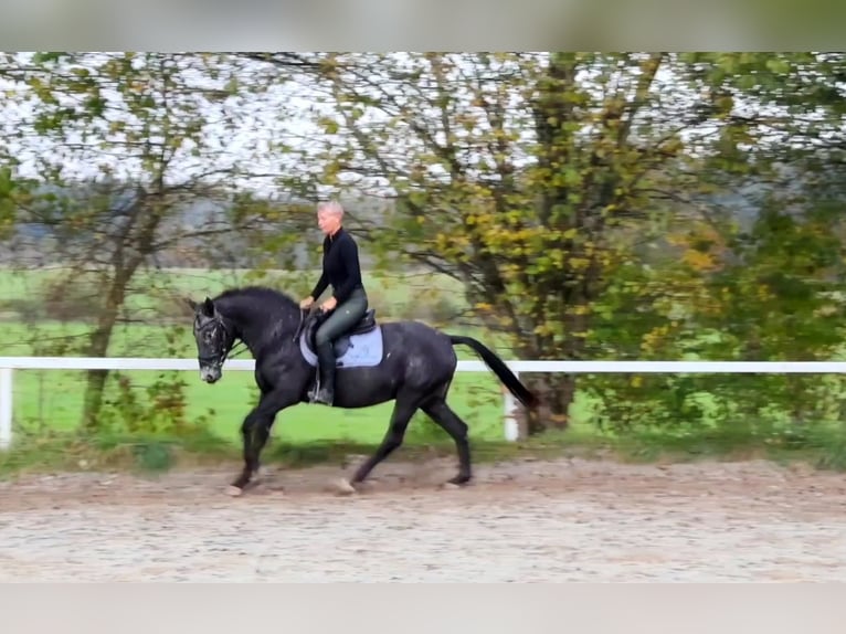NRPS Mare 13 years 15 hh Roan-Blue in RiedlkamLamprechtshausen