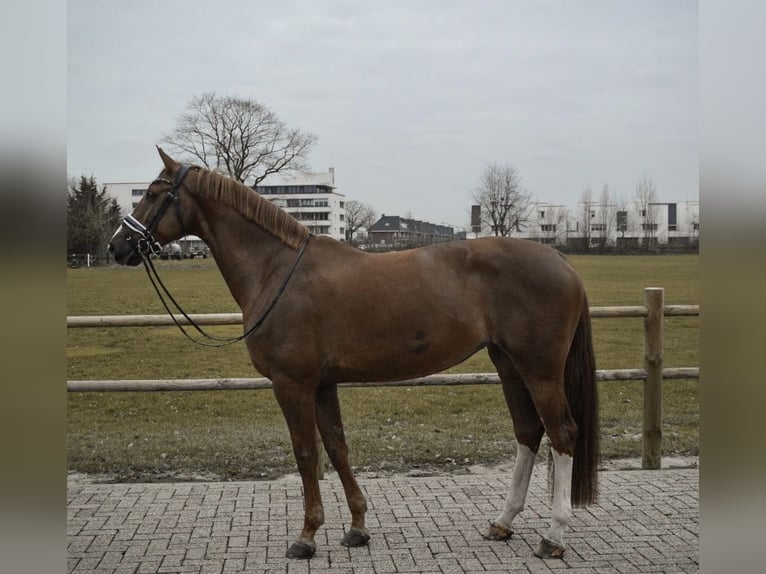 NRPS Mare 13 years 16,2 hh Chestnut-Red in Hilvarenbeek