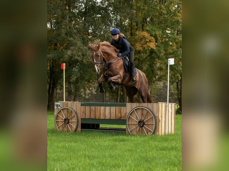 NRPS Mare 13 years 16,2 hh Chestnut-Red in Hilvarenbeek