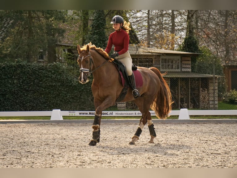 NRPS Mare 13 years 16,2 hh Chestnut-Red in Hilvarenbeek