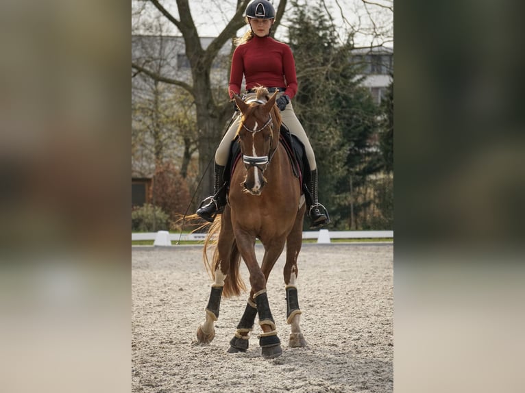 NRPS Mare 13 years 16,2 hh Chestnut-Red in Hilvarenbeek