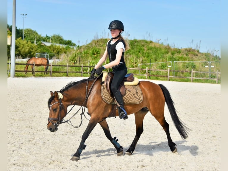 NRPS Mare 14 years 12.1 hh Brown in Oud Gastel