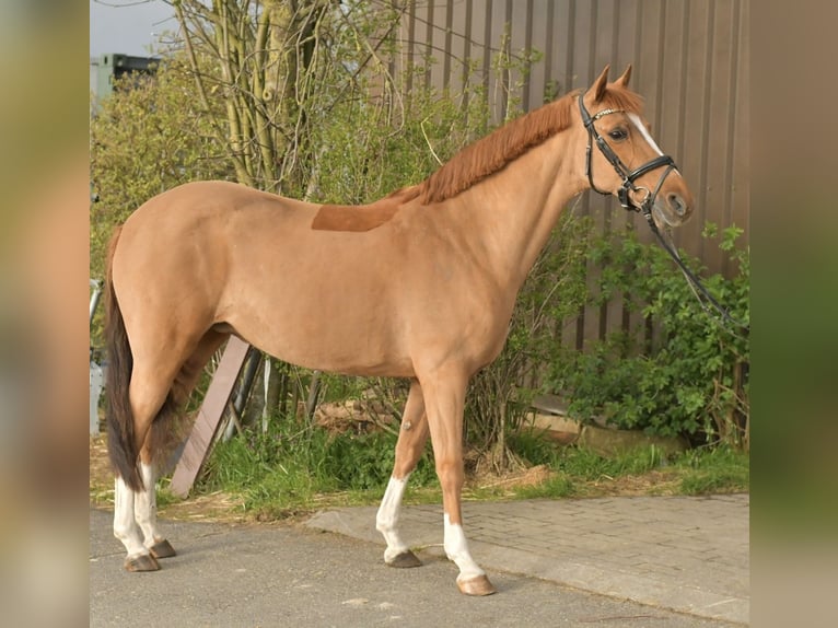 NRPS Mare 14 years 14.2 hh Chestnut-Red in Geilenkirchen