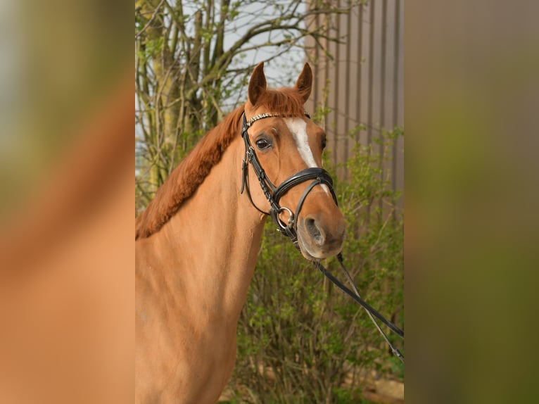 NRPS Mare 14 years 14,2 hh Chestnut-Red in Geilenkirchen