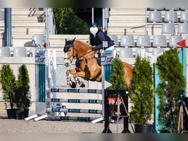 NRPS Mare 14 years 15.2 hh Chestnut-Red in Waldfeucht