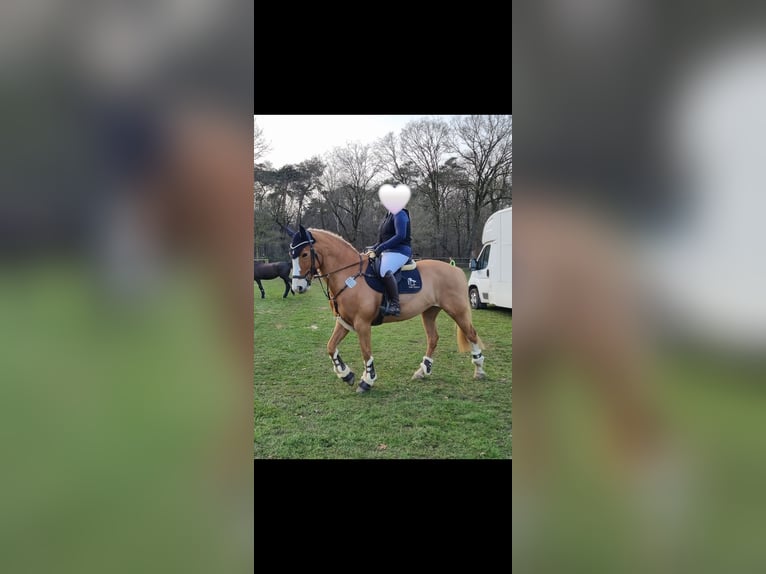 NRPS Mare 14 years 15.2 hh Chestnut-Red in Waldfeucht