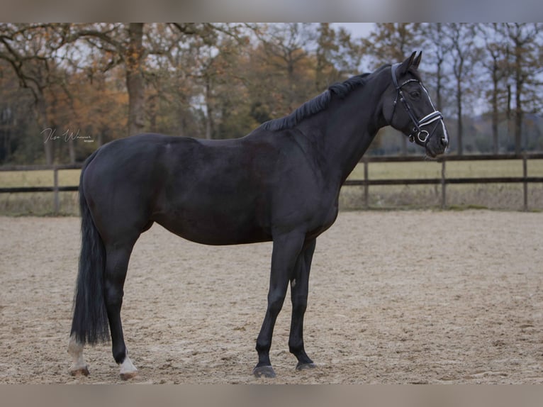NRPS Mare 14 years 17 hh Bay-Dark in Woudenberg
