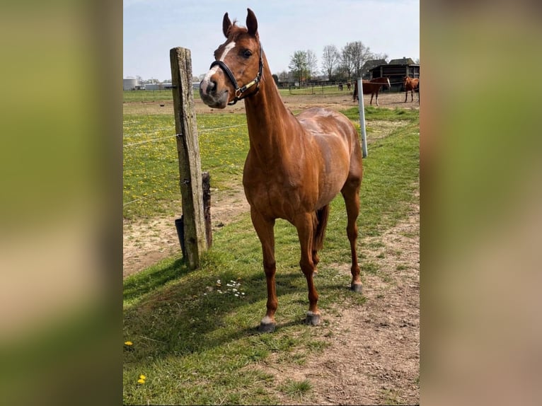 NRPS Mare 15 years 13.3 hh Chestnut-Red in Emblem