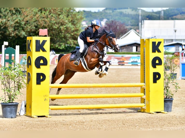 NRPS Mare 15 years 13,2 hh Brown in Bologna