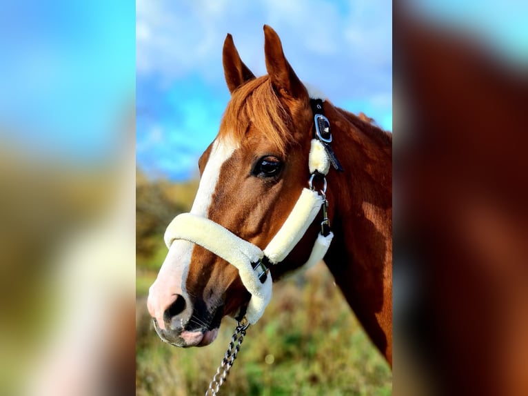 NRPS Mare 15 years 14,1 hh Chestnut-Red in Bad Sassendorf