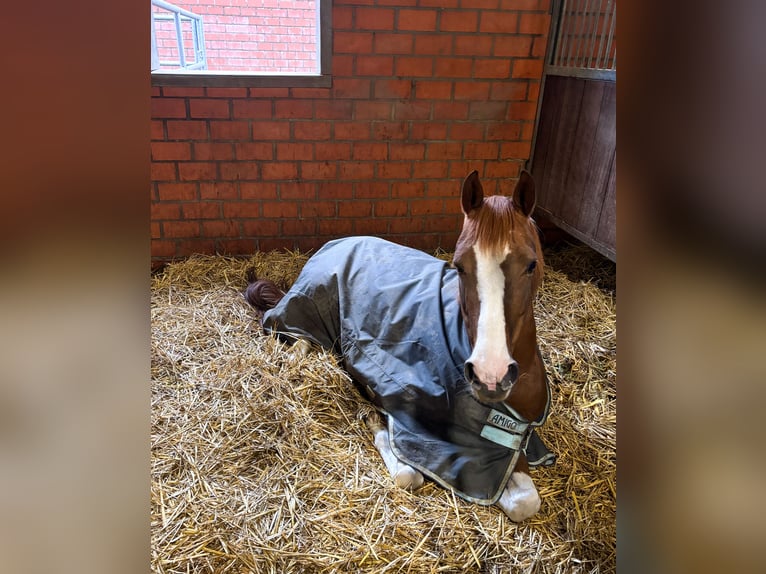 NRPS Mare 15 years 14,1 hh Chestnut-Red in Bad Sassendorf