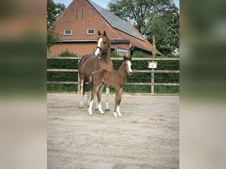 NRPS Mare 16 years 14.1 hh Chestnut-Red in Bad Sassendorf