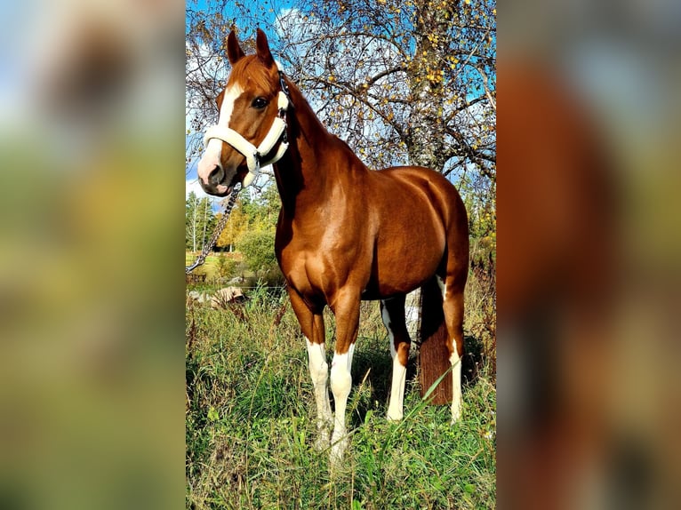 NRPS Mare 16 years 14.1 hh Chestnut-Red in Bad Sassendorf