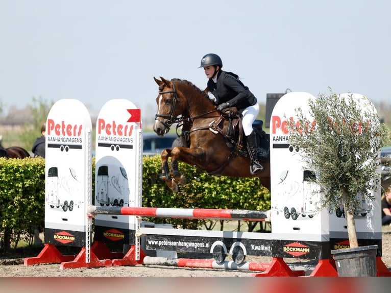 NRPS Mare 16 years 14,1 hh Chestnut in Liempde
