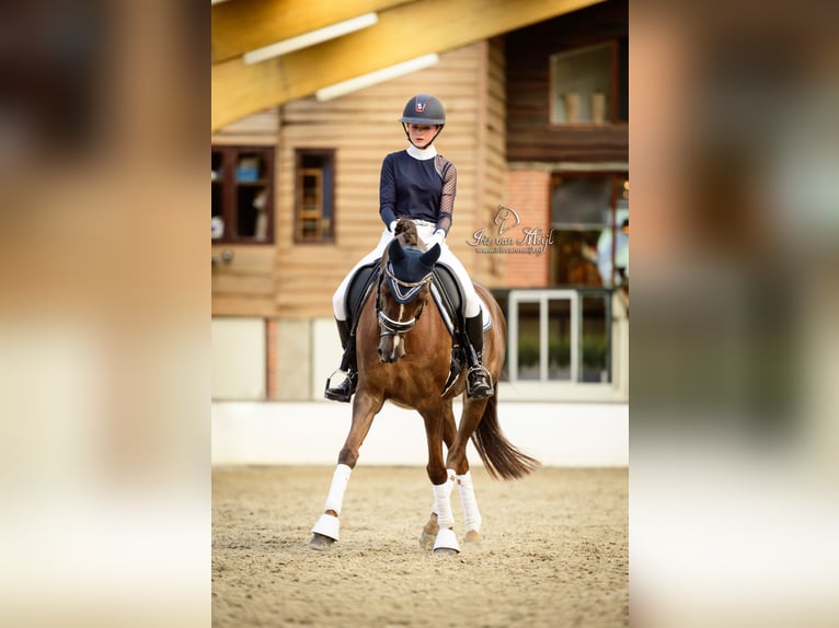 NRPS Mare 16 years 14,1 hh Chestnut in Liempde