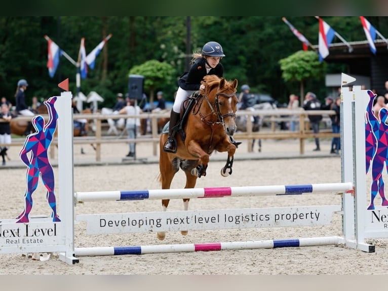 NRPS Mare 17 years 13,1 hh Chestnut-Red in Vinkel