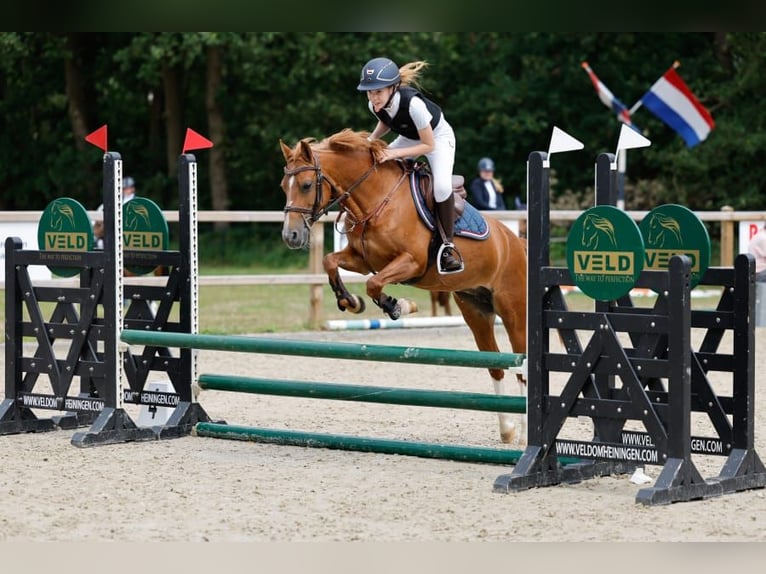 NRPS Mare 17 years 13,1 hh Chestnut-Red in Vinkel