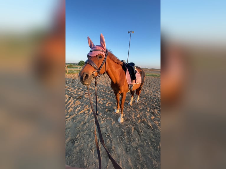 NRPS Mare 17 years 13,3 hh Chestnut-Red in Schrobenhausen