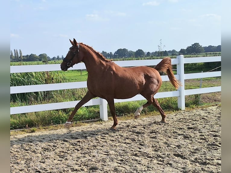 NRPS Mare 17 years 14,2 hh Chestnut-Red in Milsbeek