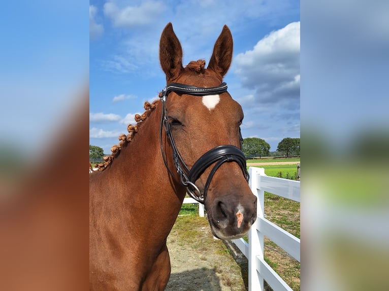 NRPS Mare 17 years 14,2 hh Chestnut-Red in Milsbeek