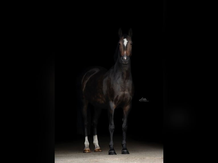 NRPS Mare 17 years 14 hh Brown in Beilen