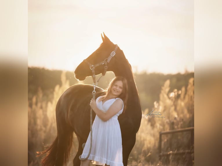 NRPS Mare 17 years 14 hh Brown in Beilen