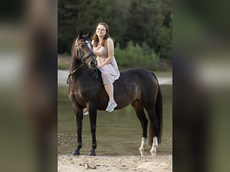 NRPS Mare 17 years 14 hh Brown in Beilen