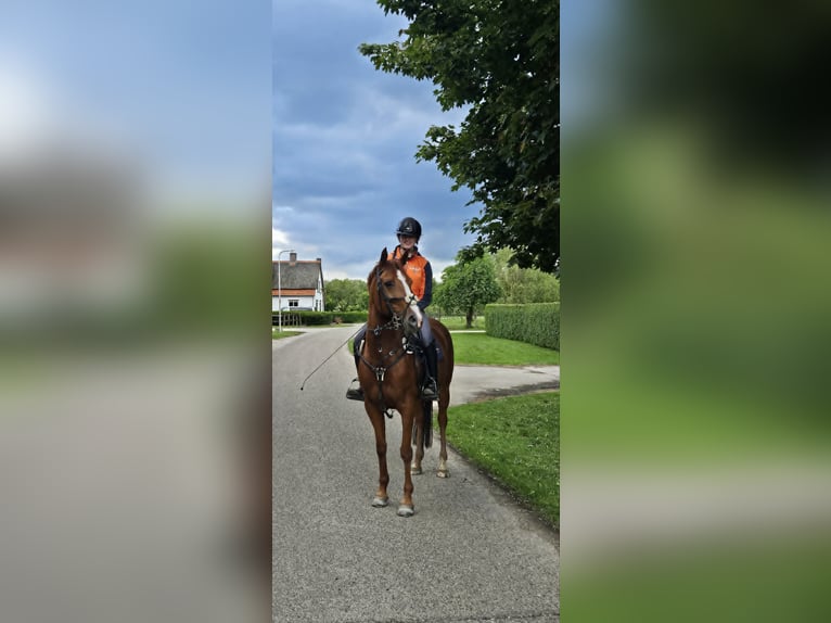NRPS Mix Mare 18 years 15 hh Chestnut-Red in Haalderen