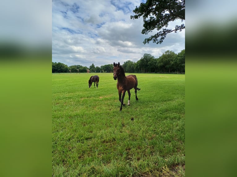 NRPS Mare 19 years 16,1 hh Bay-Dark in Wietmarschen