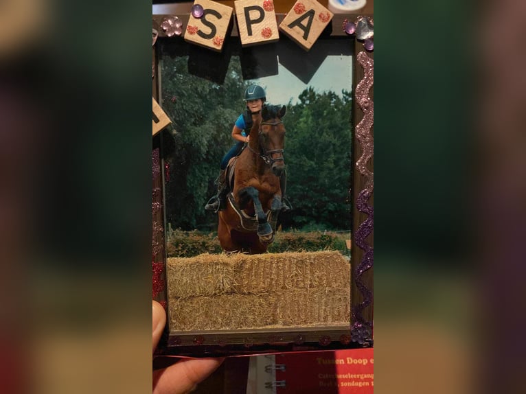 NRPS Mare 19 years 16,1 hh Bay-Dark in Wietmarschen