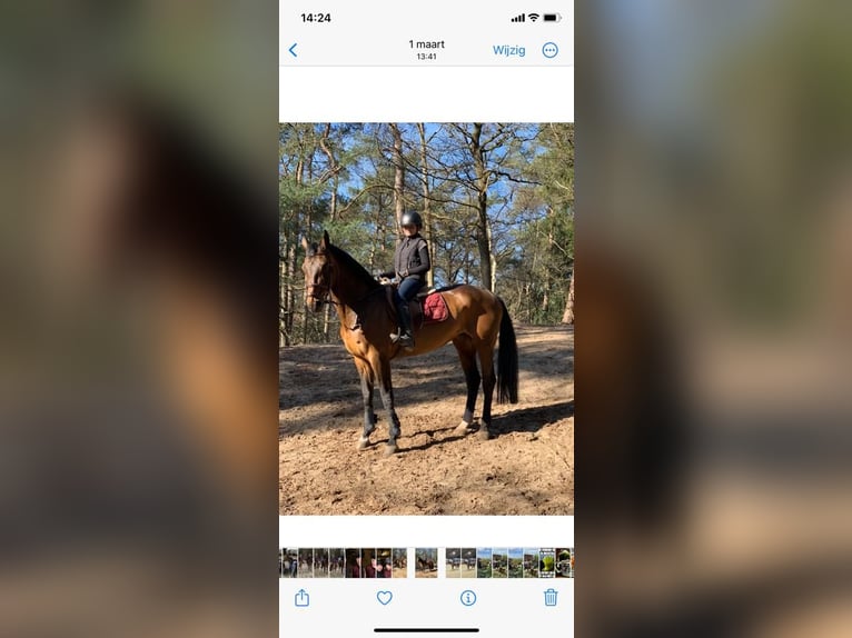 NRPS Mare 19 years 16,1 hh Bay-Dark in Wietmarschen