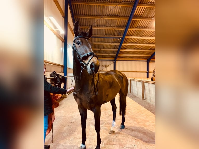 NRPS Mare 19 years 16,1 hh Bay-Dark in Wietmarschen