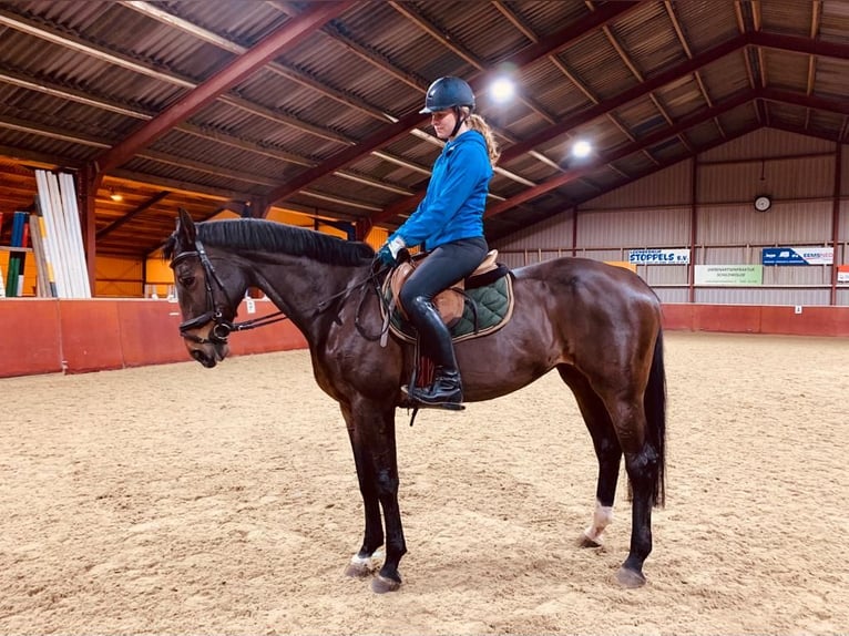 NRPS Mare 19 years 16,1 hh Bay-Dark in Wietmarschen