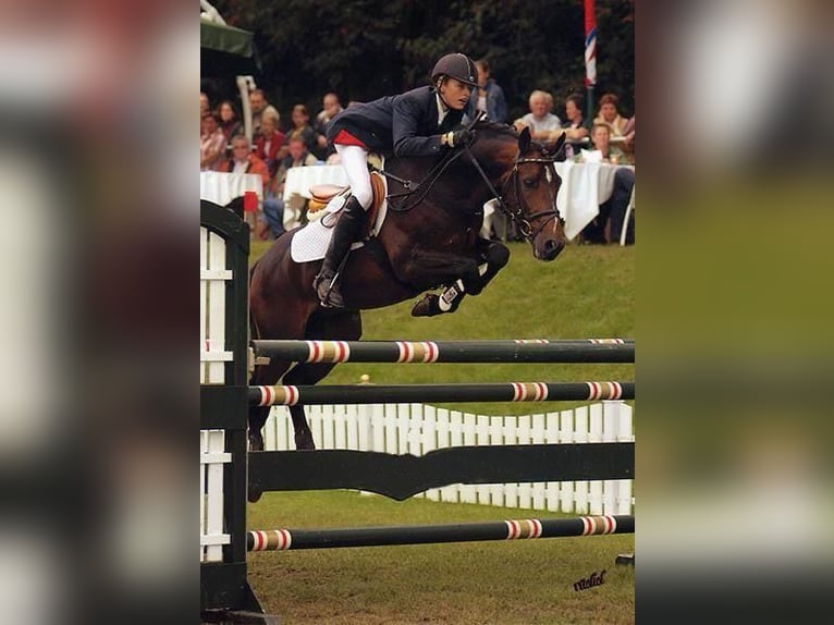 NRPS Mare 1 year 14.2 hh Leopard-Piebald in Wassenaar