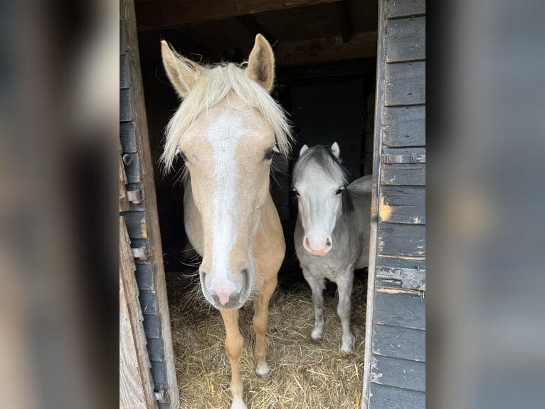 NRPS Mix Mare 1 year 15,1 hh Cremello in Veeningen