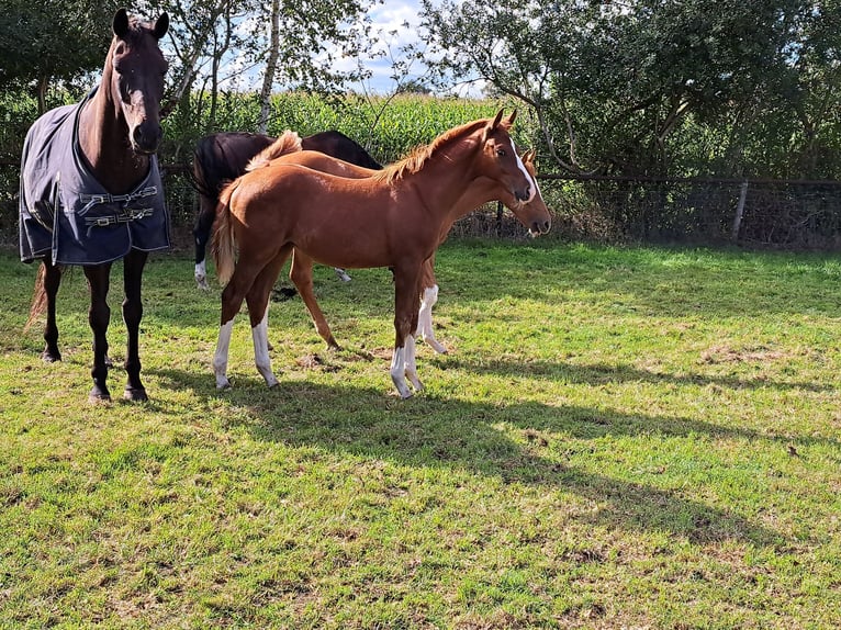 NRPS Mare 1 year 16,1 hh Chestnut in Stieltjeskanaal