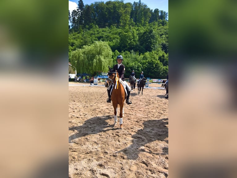 NRPS Mare 21 years 14.1 hh Chestnut-Red in Waldbrunn (Westerwald)