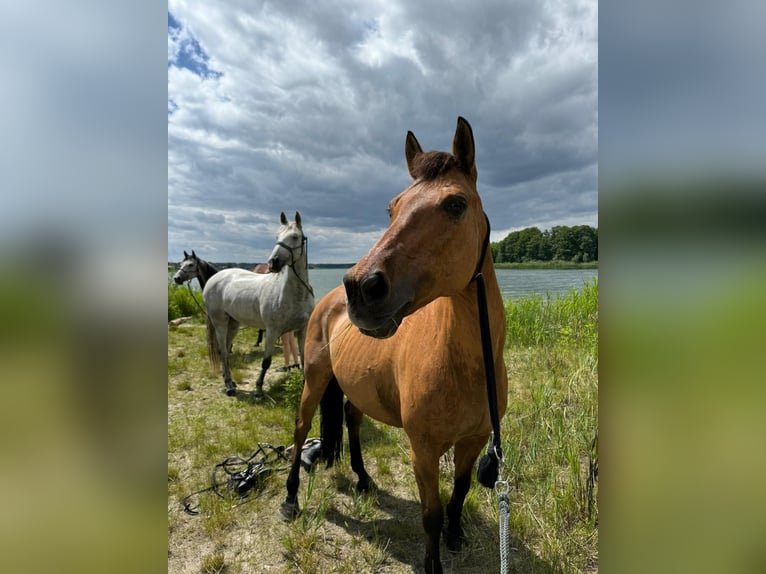 NRPS Mare 22 years 14,1 hh  in Trebbin