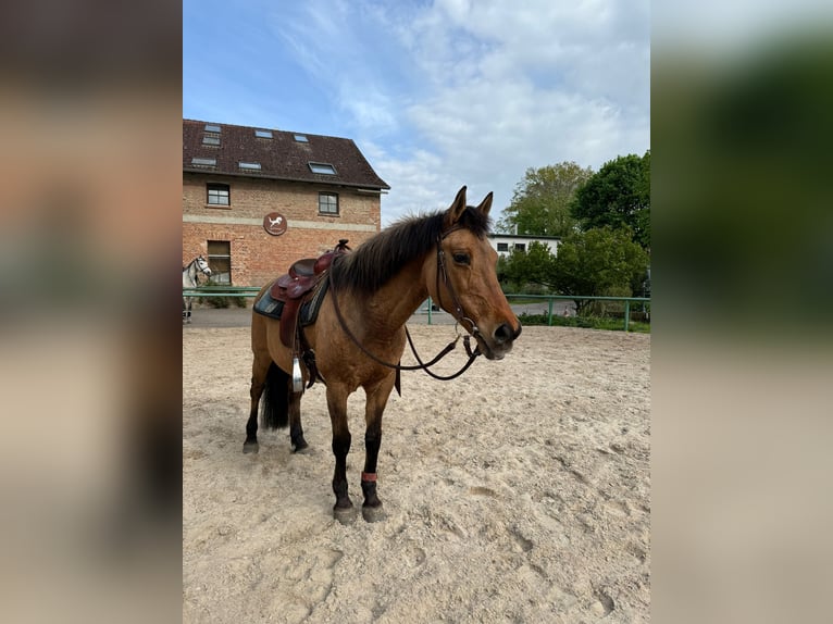 NRPS Mare 22 years 14,1 hh  in Trebbin