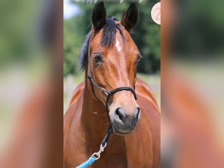 NRPS Mare 26 years 14,2 hh Brown in Eke