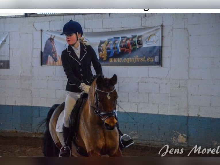 NRPS Mare 26 years 14,2 hh Brown in Eke