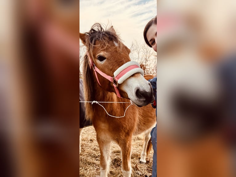 NRPS Mare 2 years 13.1 hh Chestnut-Red in Oosterwolde Gld