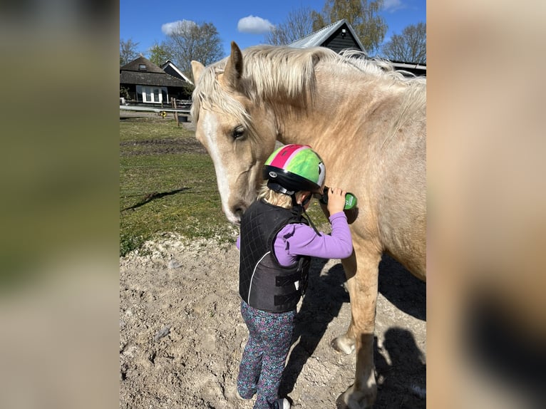 NRPS Mare 2 years 13.3 hh Palomino in Veeningen