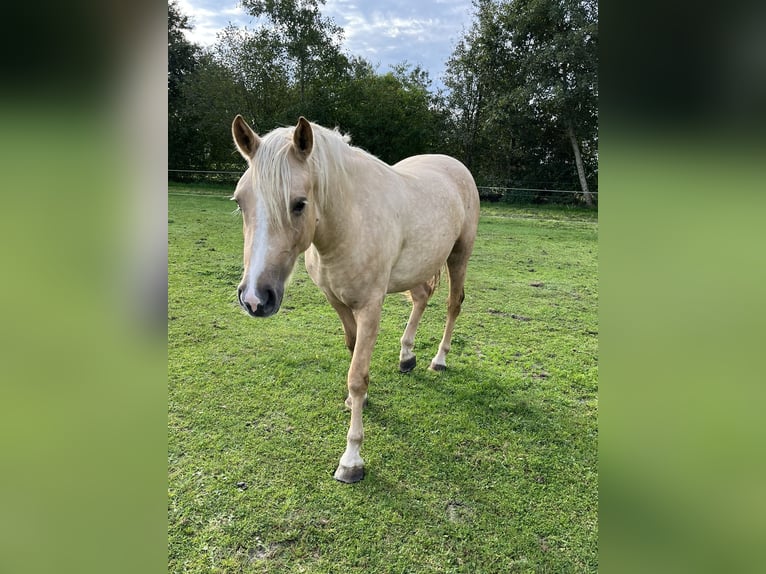 NRPS Mare 2 years 13.3 hh Palomino in Veeningen