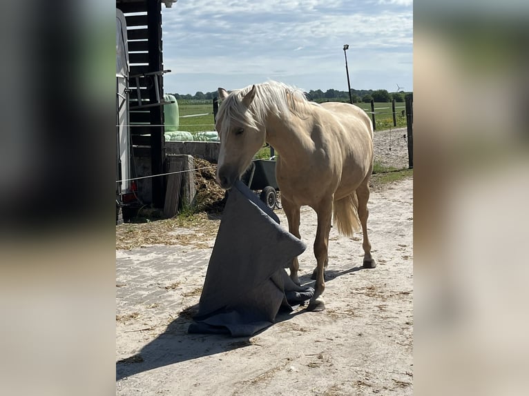 NRPS Mare 2 years 13.3 hh Palomino in Veeningen