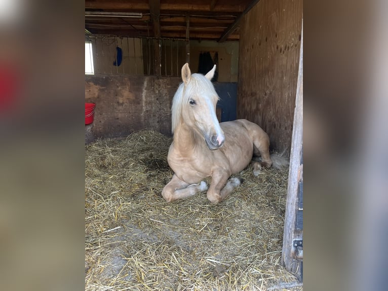 NRPS Mare 2 years 13.3 hh Palomino in Veeningen