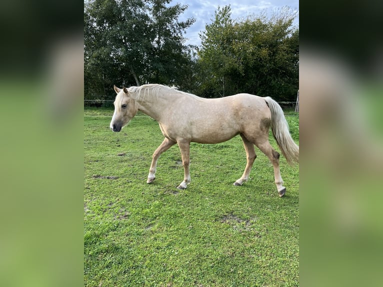 NRPS Mare 2 years 13.3 hh Palomino in Veeningen