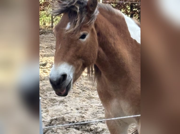 NRPS Mare 2 years 13,1 hh Chestnut-Red in Oosterwolde Gld