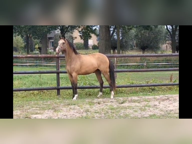 NRPS Mare 2 years 14 hh Buckskin in Sint Hubert